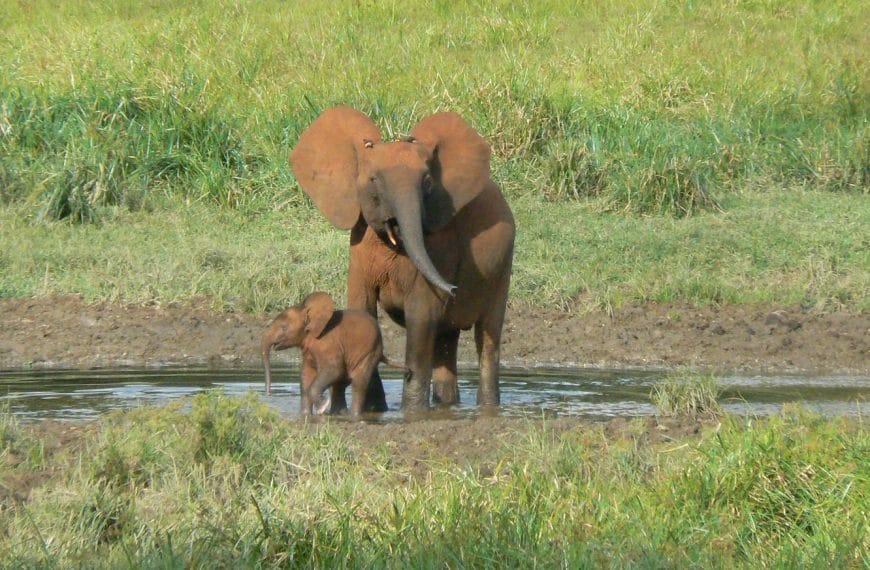 IBM and WWF-Germany join forces to develop an AI solution in support of the conservation of the African Forest Elephant.