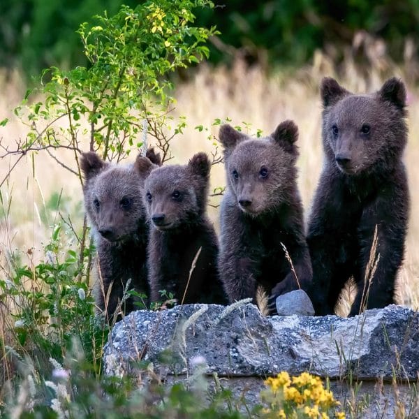 Intel and AI to the Rescue of the Marsican Brown Bear: Technology to Protect Biodiversity