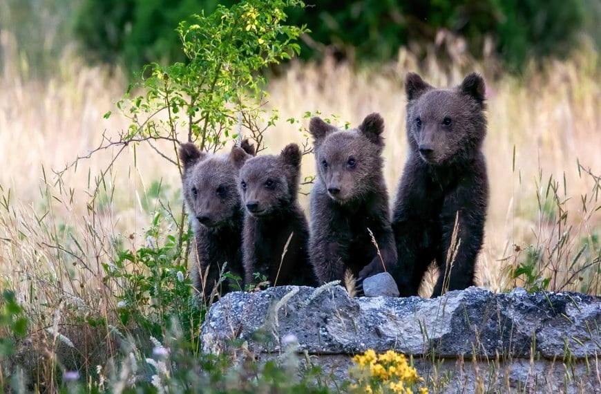 Intel and AI to the Rescue of the Marsican Brown Bear: Technology to Protect Biodiversity