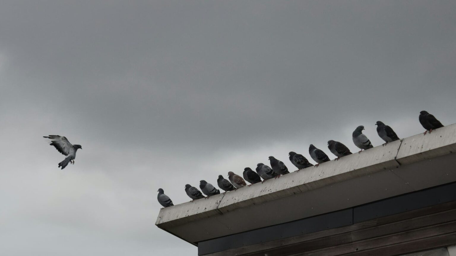 palomas